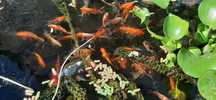 Peixes vermelhos, kinguios, pimpões.