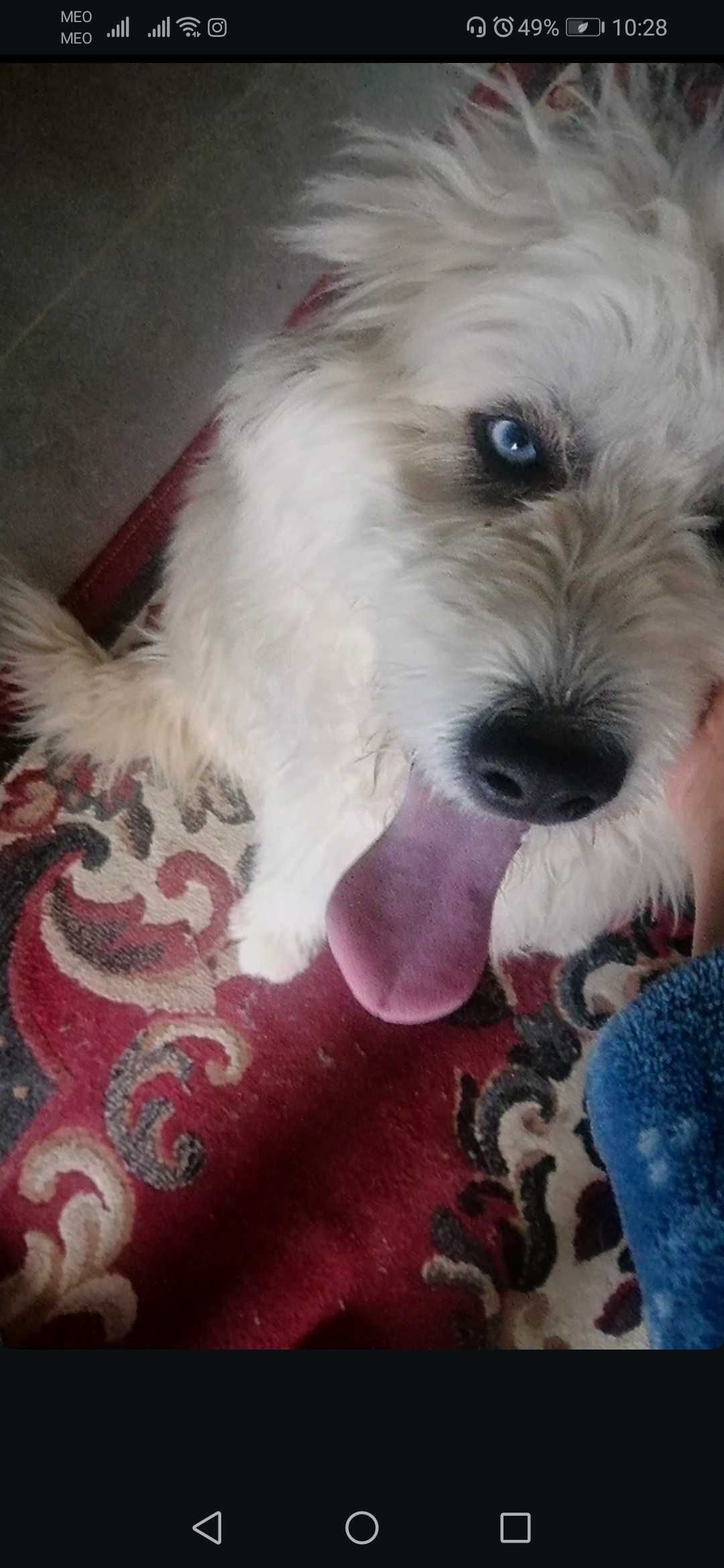 Husky/Caniche Cão Para adoção