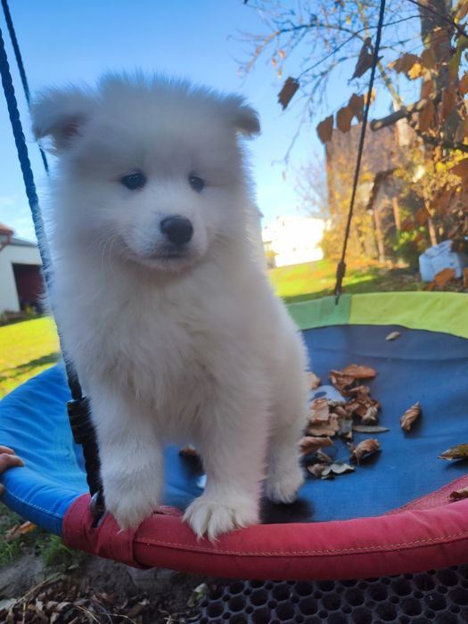 Piesek samoyed samojed Piękny