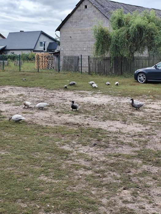 Sprzedam kaczki ze zdjęć