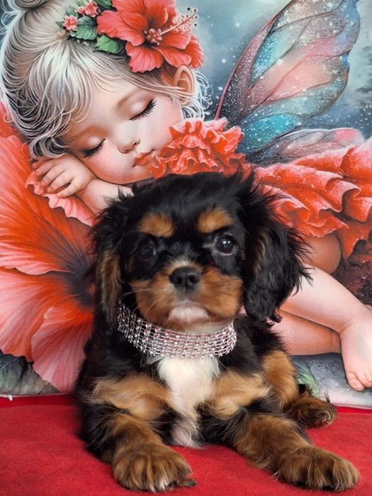 Cavalier King Charles Spaniel suczka z paszportem i rodowodem