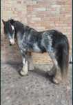 Tinker 5 lata, gypsy cob
