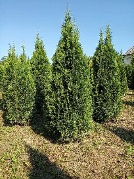 Tuja szmaragd 80-250 , brabant do 300cm, SADZIMY, dowóz gratis