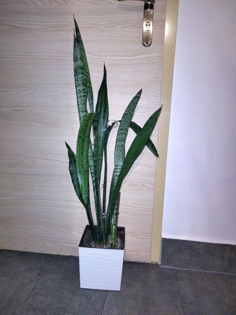 Sansevieria duża ponad 1 metr