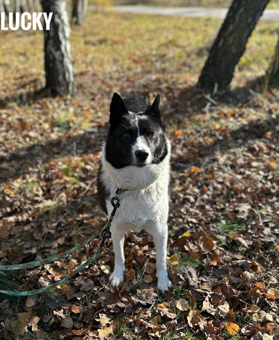 W typie łajki, 2 letnia, adopcja za darmo oddam