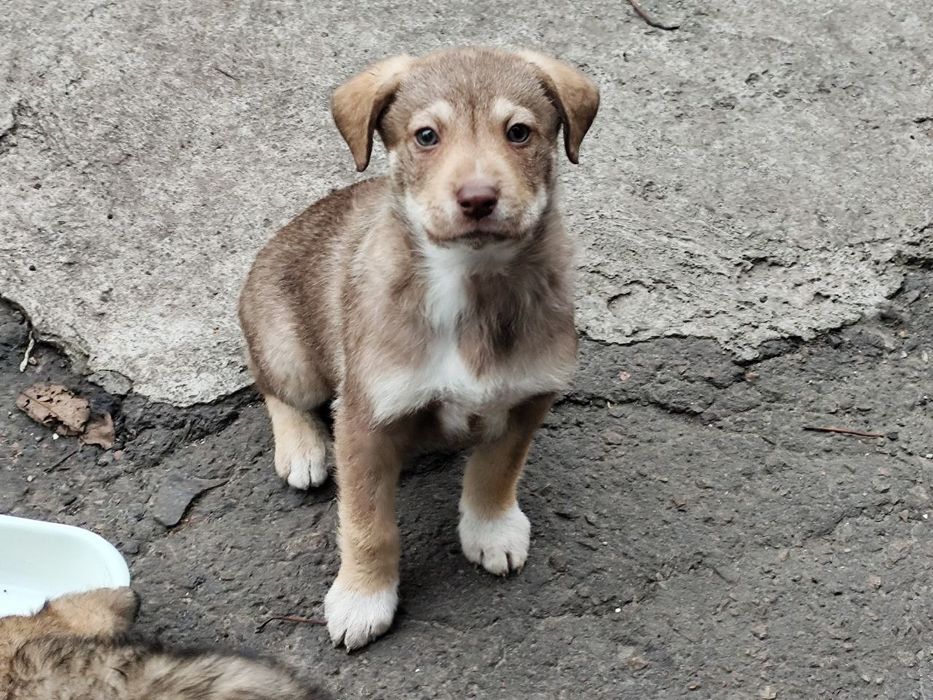 Цуценят в родину