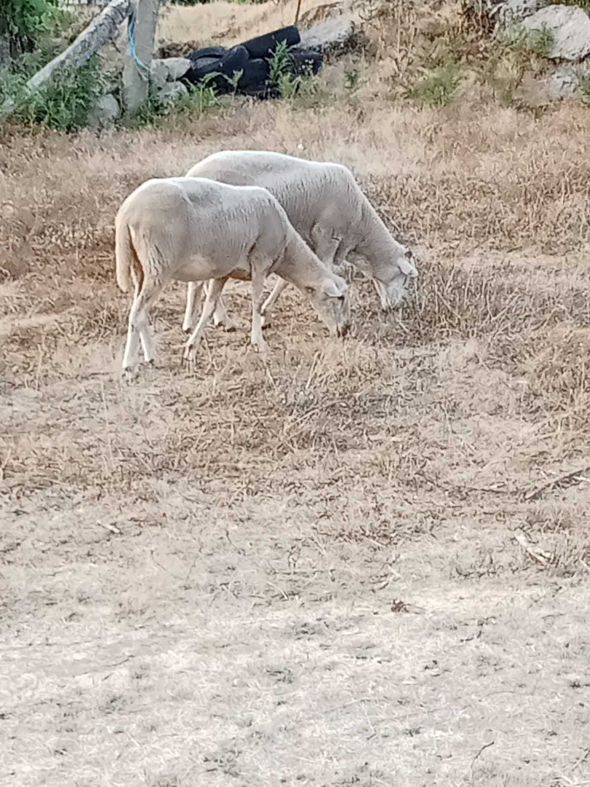 Vendo três borregas