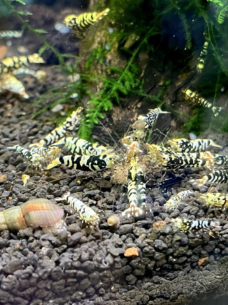 Krewetki Black Fancy Tiger