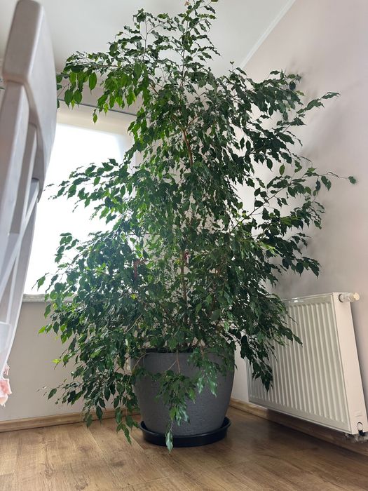 Kwiatek fikus benjamin 260 cm