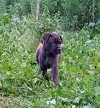cane corso fêmea 3 meses