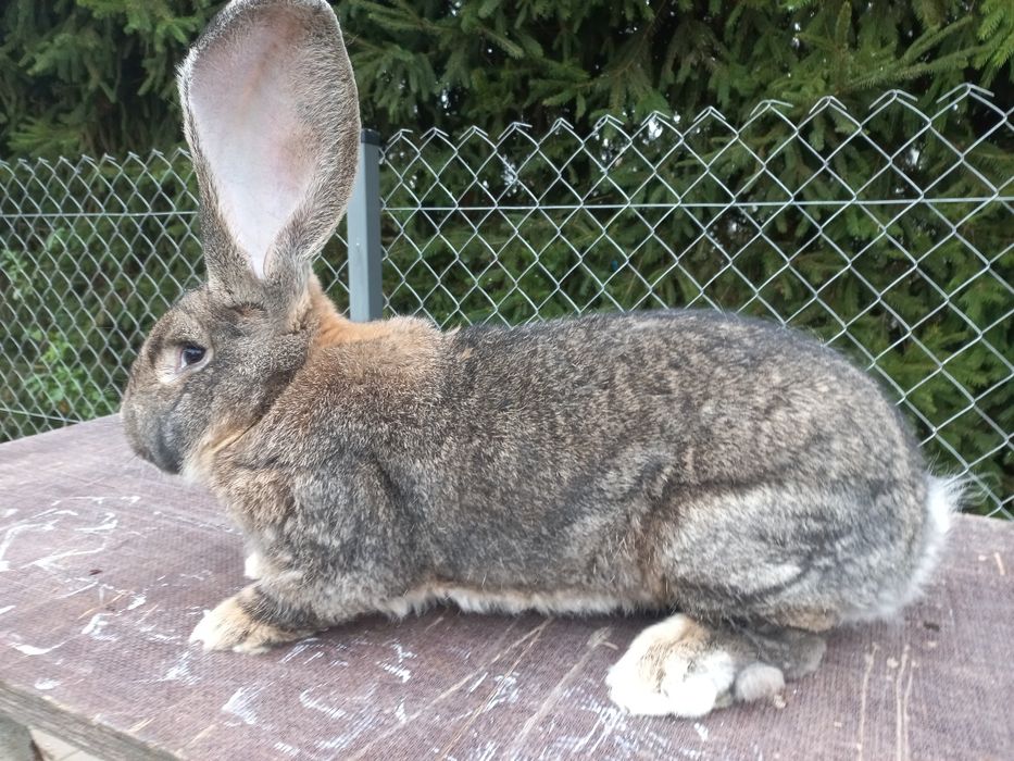 Olbrzym belgijski szary