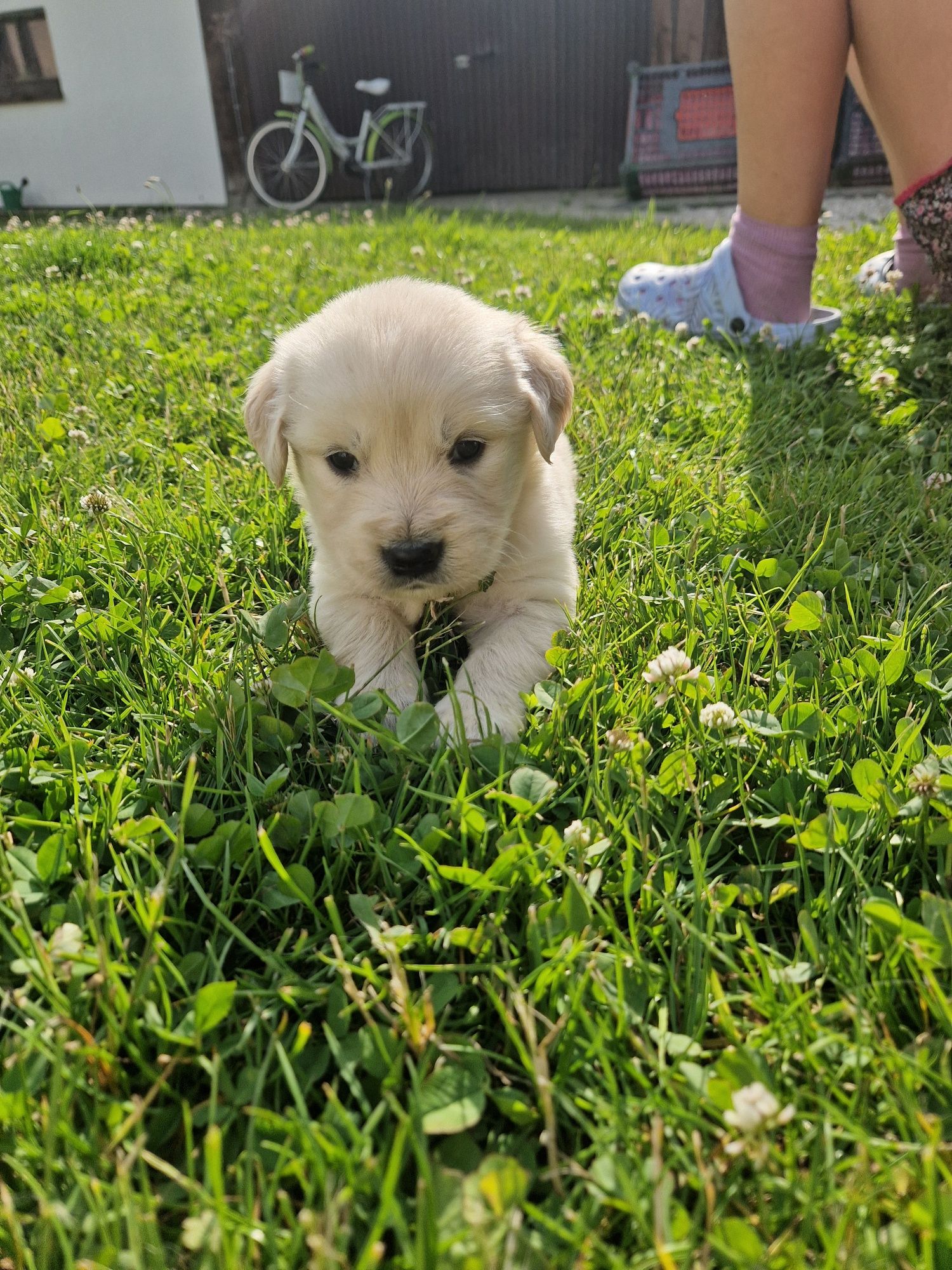 Golden retriever