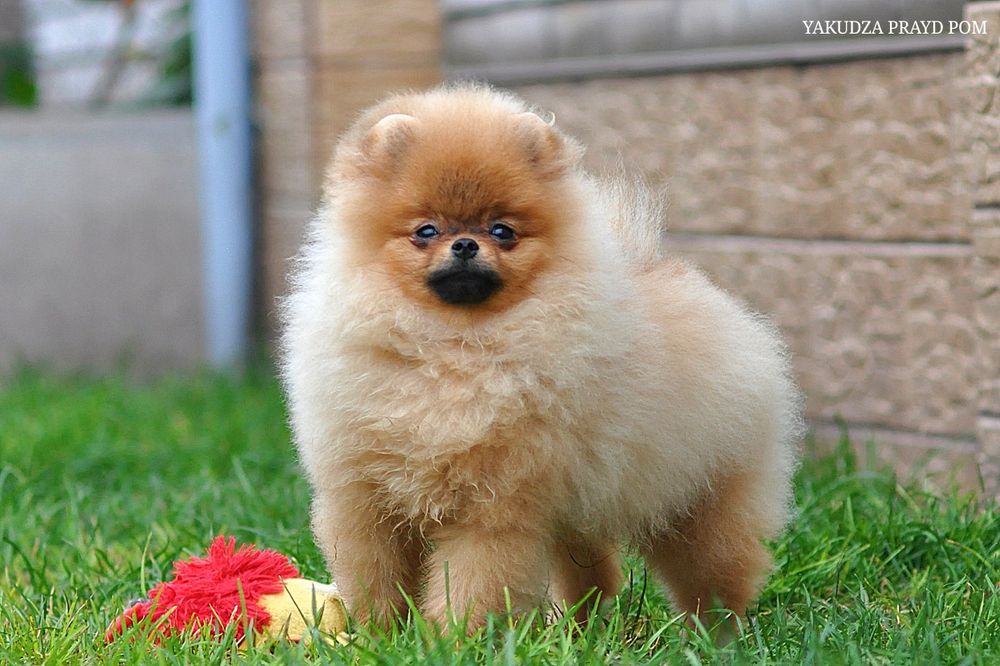 До уваги хлопець Кузя