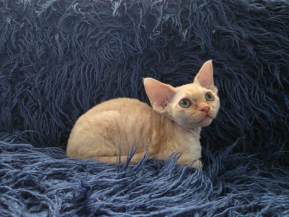 Kocięta Devon rex, FLP, rudy, czarny, liliowy