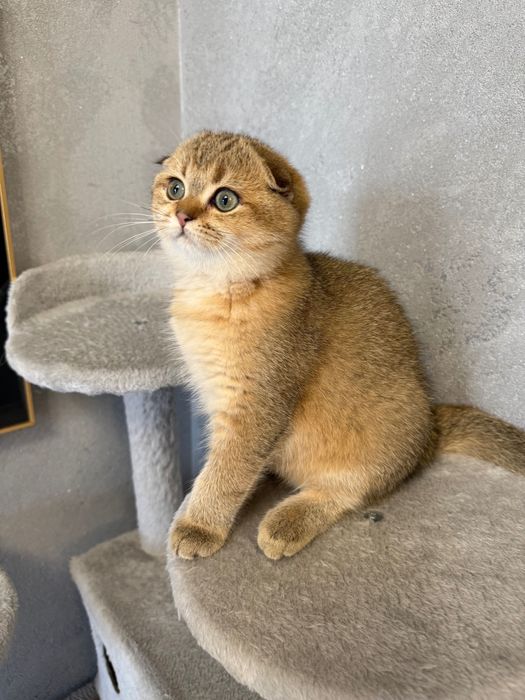 Zwisłoucha szkocka szynszyla