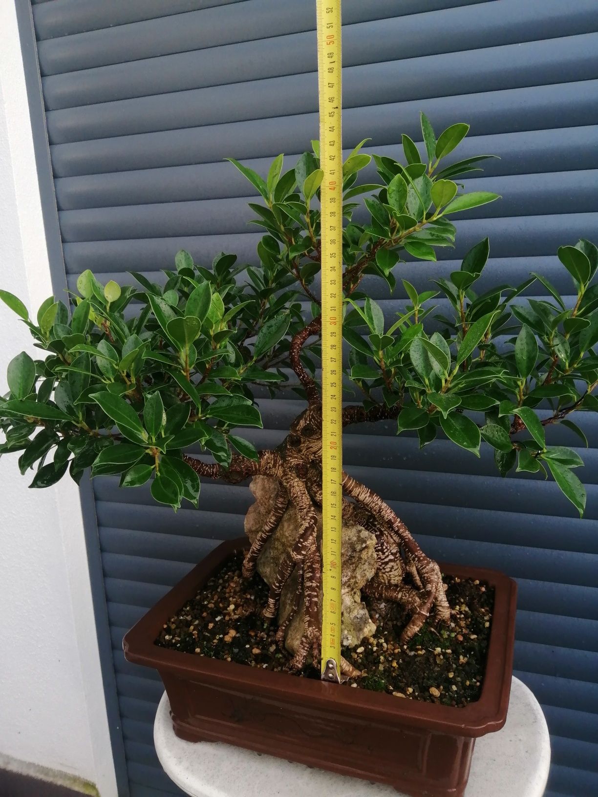 Bonsai Ficus retusa sobre rocha