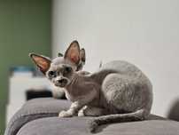 Niebieski Point Devon Rex FPL
