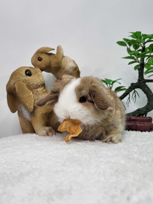 Króliczki Mini Lop. Urocze maluszki ze szczepieniami.