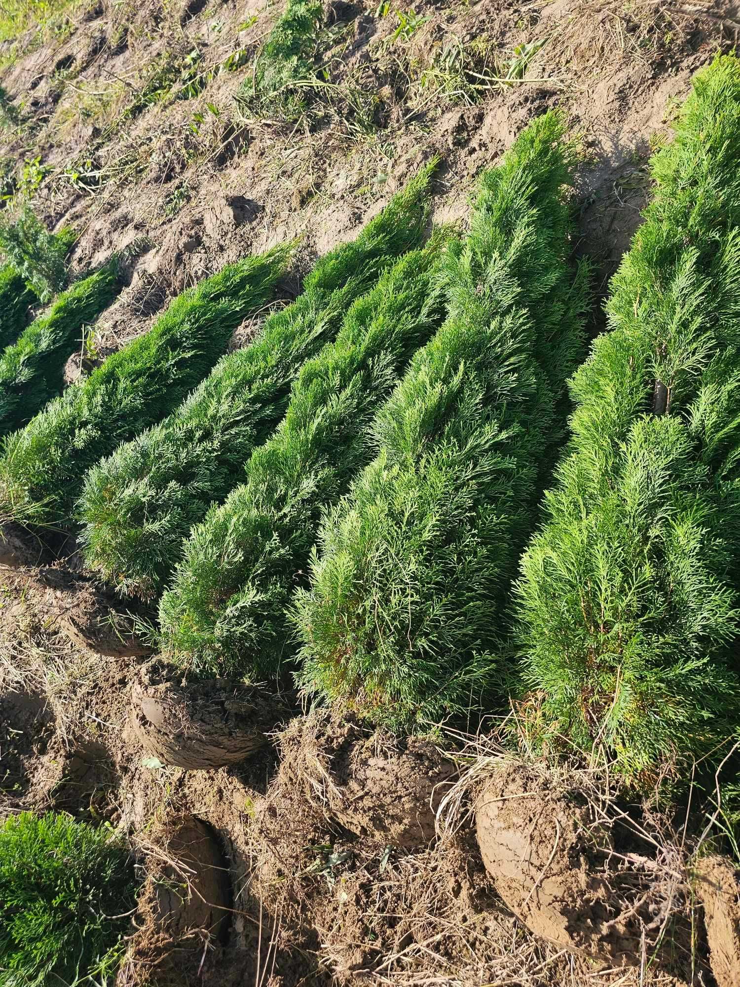 tuja tuje thuja szmarad thuje 1,6-1,9m szmaragdy