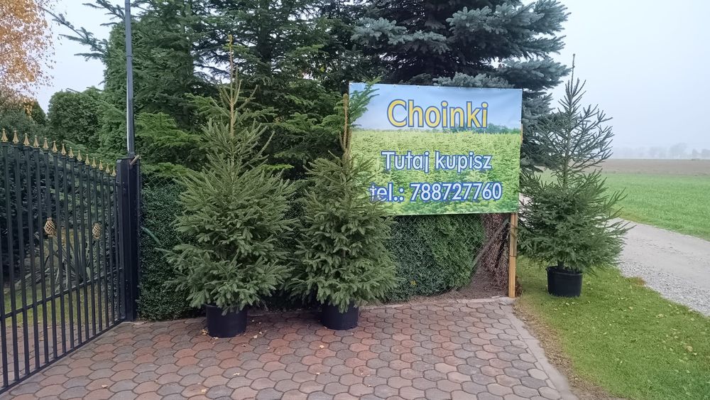 Wybierz sam swoje świąteczne drzewko! Świerk i jodła, choinki