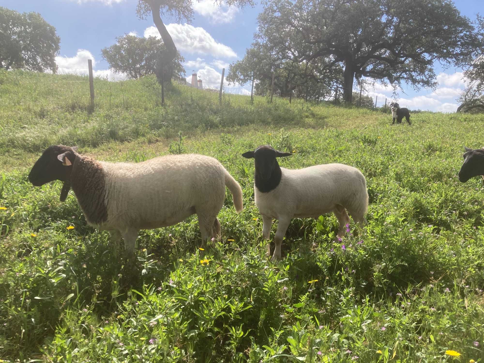 Dorper machos, de 3 anos, e de 4 meses