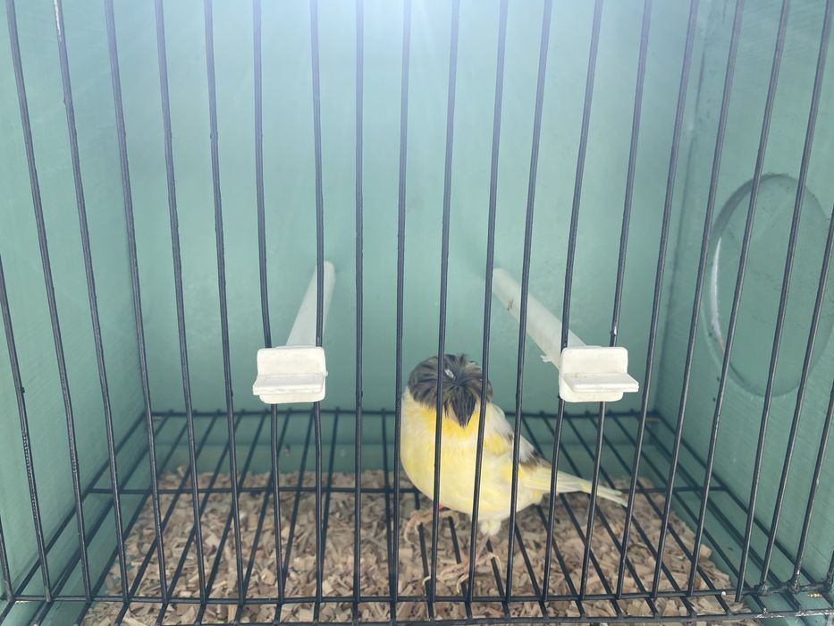 Canarios machos e femeas