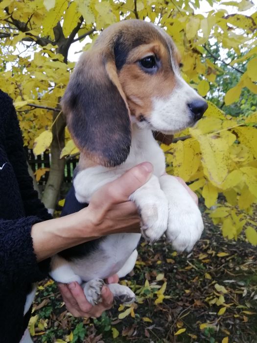 Продам цуценят бігля.