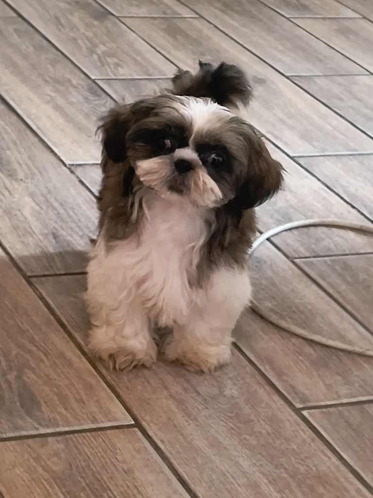 Urocza shihtzu dziewczynka gotowa do odbioru