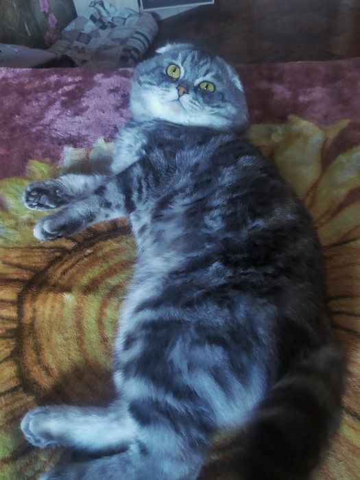 Тимофей. Шотландский вислоухий кот, вязка