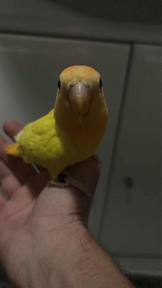 Casal agapornis com apenas 1 ano os dois