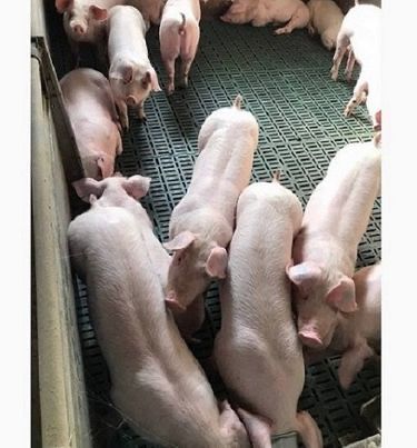 Продам свині