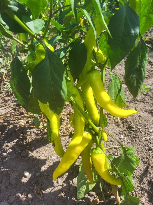 Перець гострий маринований