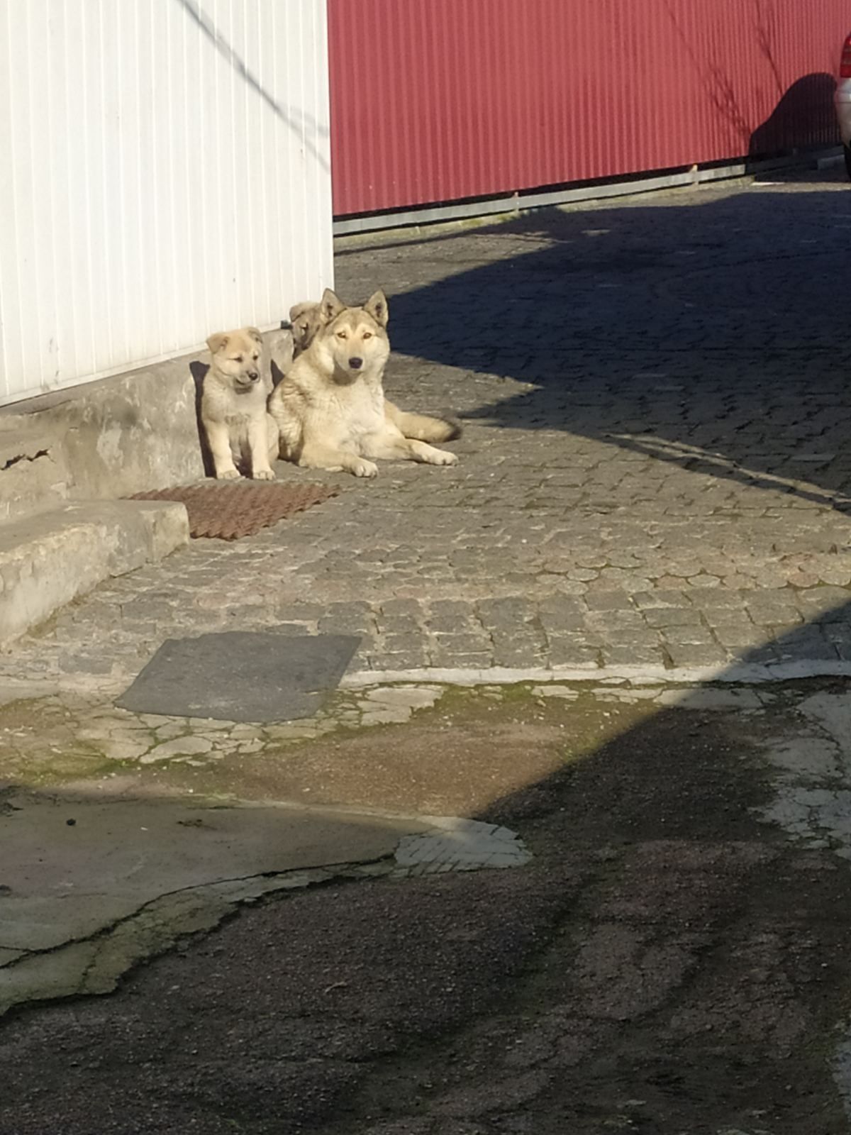Віддамо цуценят (два хлопця ) в гарні руки