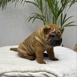Szczenię piesek shar pei z rodowodem zkwp fci