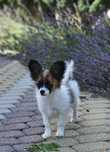 Spaniel Kontynentalny Miniaturowy Papillon ZKwP