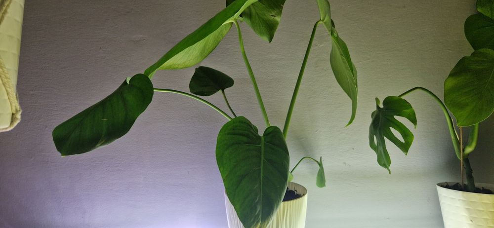 Monstera deliciosa