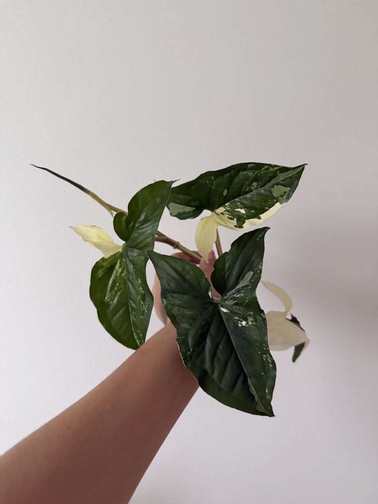 Syngonium emerald gem variegata
