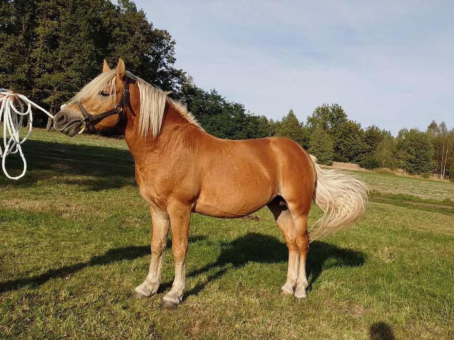 Ogier haflinger z licencją