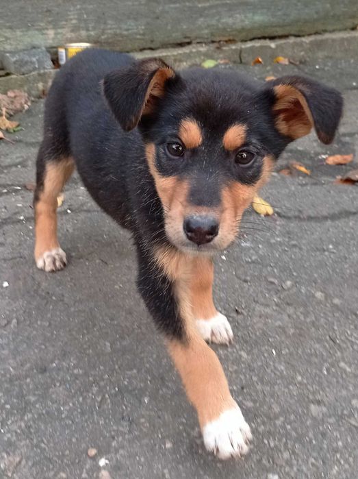 Чудесный щенок с большим сердцем