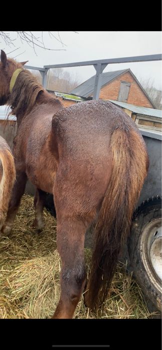 продам молоду кобилу 6 років