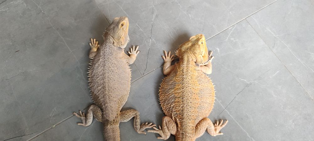 Samiec Samica Agama Brodata Para Agam Brodatych Pogona Vitticeps