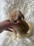 Maltipoo samiec miniaturowy