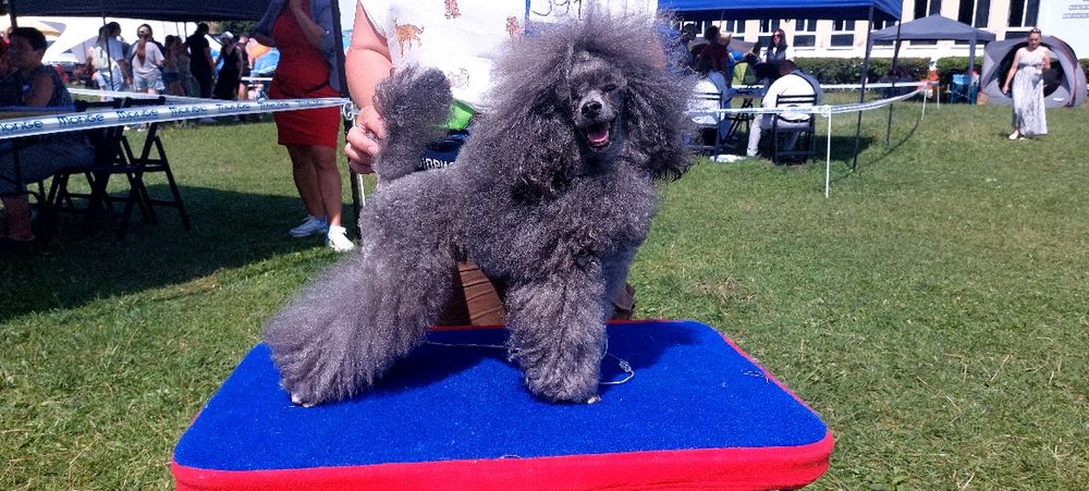 Той пудель в'язка