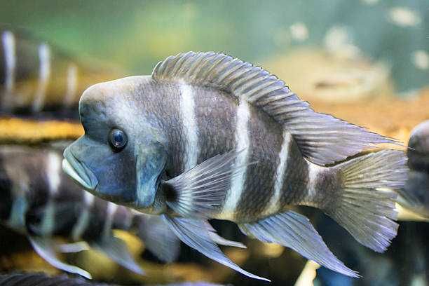 Pyszczak hełmiasty - Cynotilapia frontosa