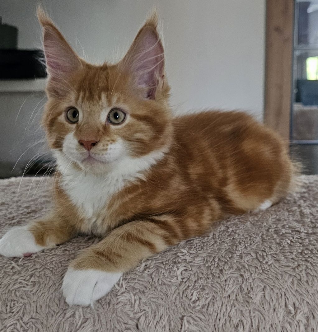 Kocurek Maine Coon