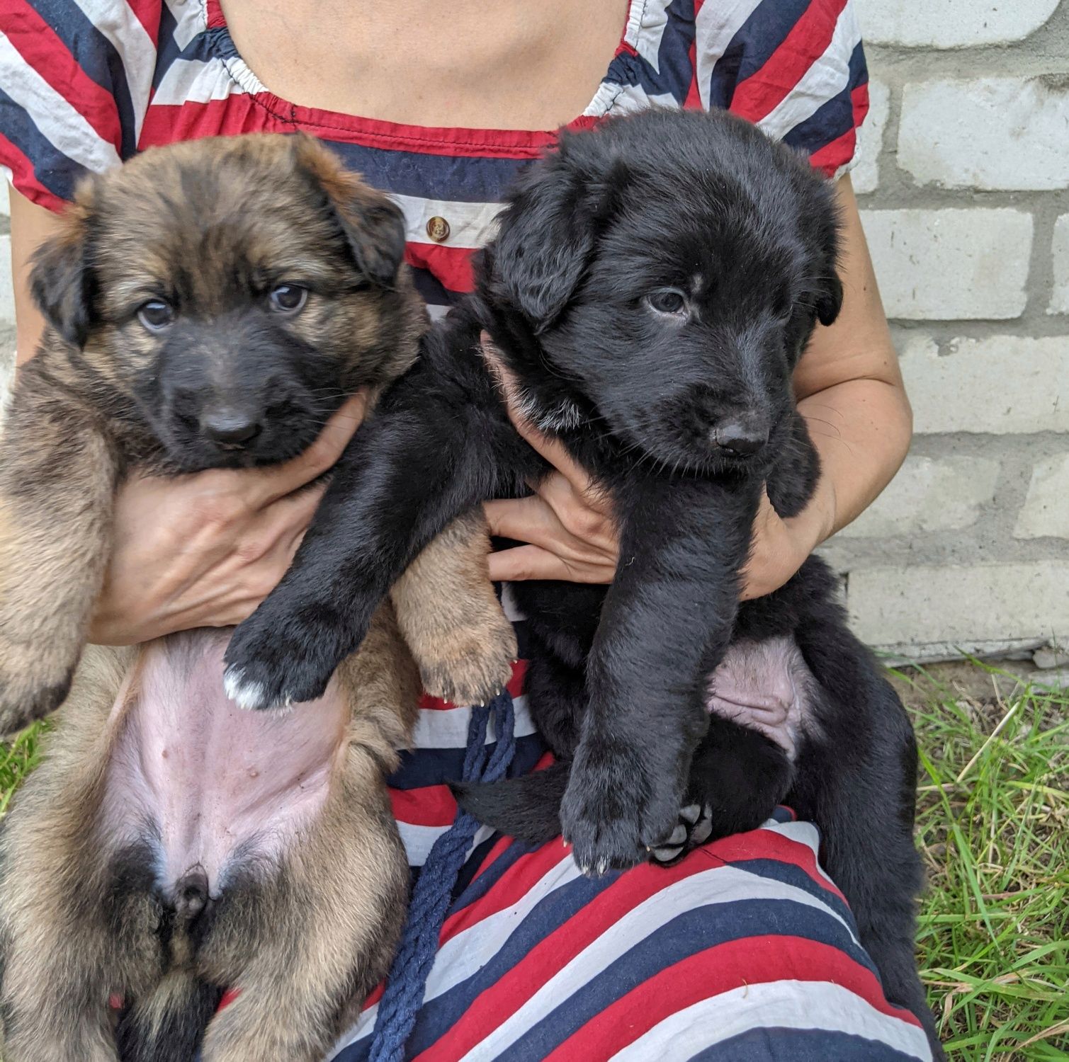 Цуценята Німецької Вівчарки. Німецька вівчарка.