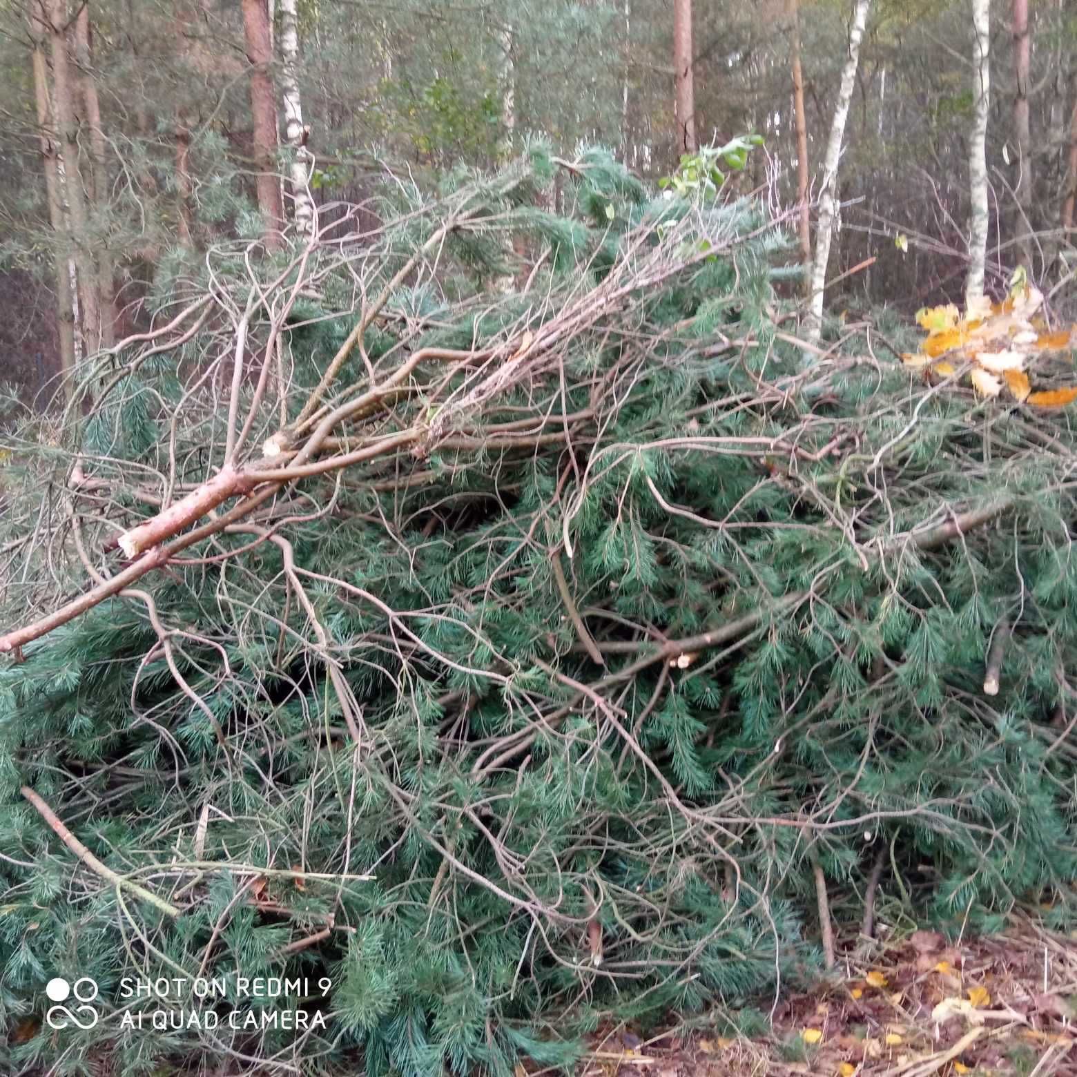 Gałęzie oddam za darmo Duża ilość