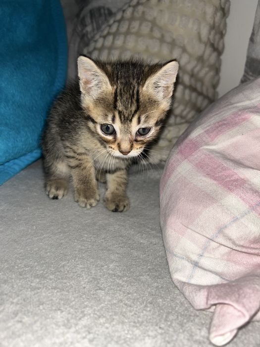 Adotar Gatinhos  bebes com dois meses