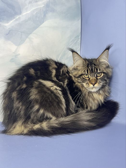 Мейн кун дівчинка 4 місяці