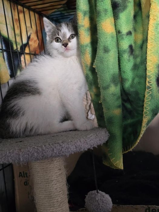 Kociaczki do adopcji od zaraz